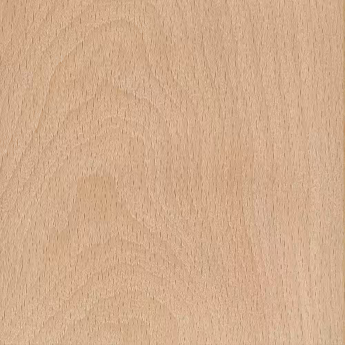 beech