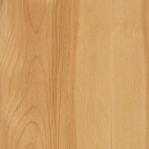 yellow birch